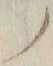 字ノ