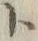 字ト