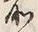 字所