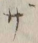 글자 ざ