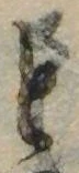已定位と
