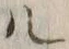 字ル