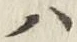文字 ハ