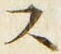 𡨸ス
