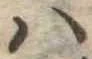 Đã định vị 𛂞