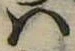 Đã định vị 𛂞