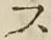 字ス