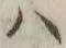 字ハ