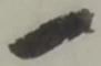 位置定マレル一