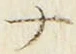 「ナ」字