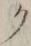 “ク”字
