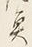 文字魚