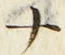 「ナ」字