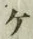 字ケ