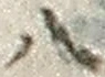 「八」字