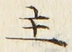 文字主