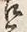 Chữ 古