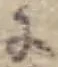 Đã định vị 𛂌