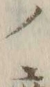 𡨸ノ