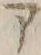 “ア”字