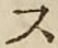 字ス
