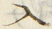 「入」字