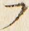 𡨸フ