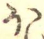 已定位𛃀