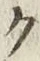 글자 ク