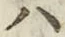 字ハ