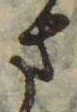 Đã định vị さ