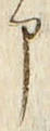 「申」字