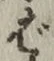 글자 ば
