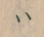 已定位𛂞