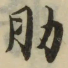 Đã định vị 肋