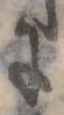 位置 確認된 𛂌