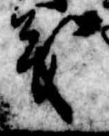 位置定マレル義