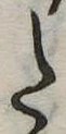 Đã định vị 𛁠