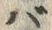文字 バ