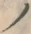 “ノ”字