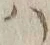 字ハ