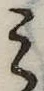 位置定マレル未定