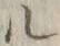 字ル