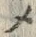 “メ”字