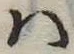 Đã định vị 𛂞