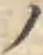 字ノ