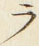 「ラ」字