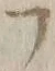 字フ