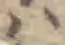 Đã định vị 𛂞