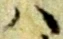 Đã định vị 𛂞